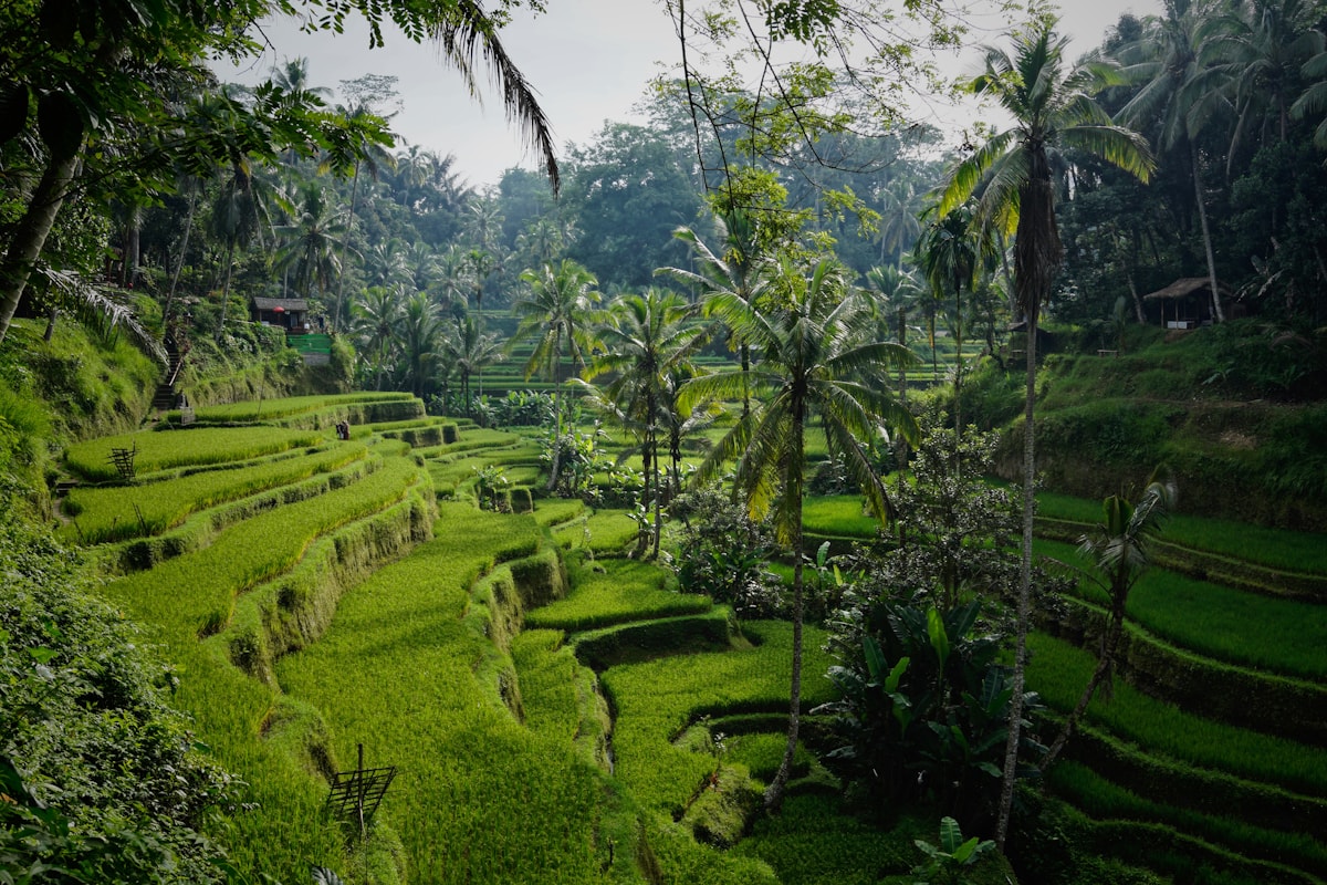 Ubud gallery 1